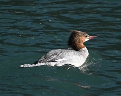 Mergus merganser