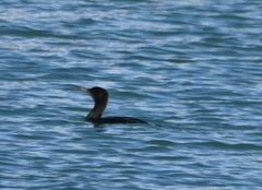 Phalacrocorax carbo