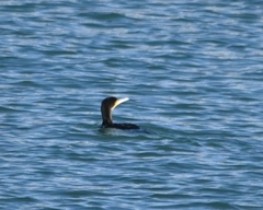 Phalacrocorax carbo
