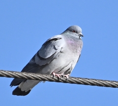Columba rupestris