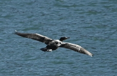 Phalacrocorax carbo