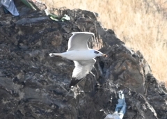 Ichthyaetus ichthyaetus