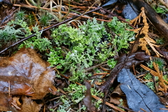 Cladonia macrophyllodes