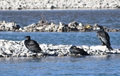 Phalacrocorax carbo