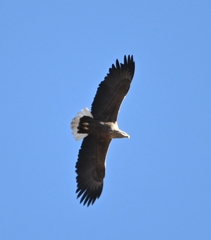 Haliaeetus albicilla