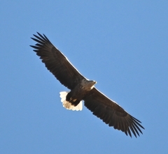 Haliaeetus albicilla