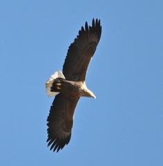 Haliaeetus albicilla