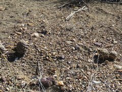 Pterocactus neuquensis