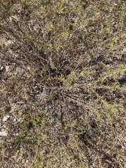 Baccharis pteronioides