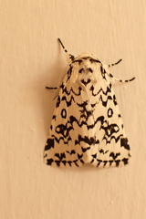 Dasychira octophora