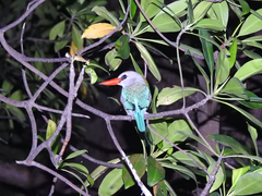 Halcyon senegaloides