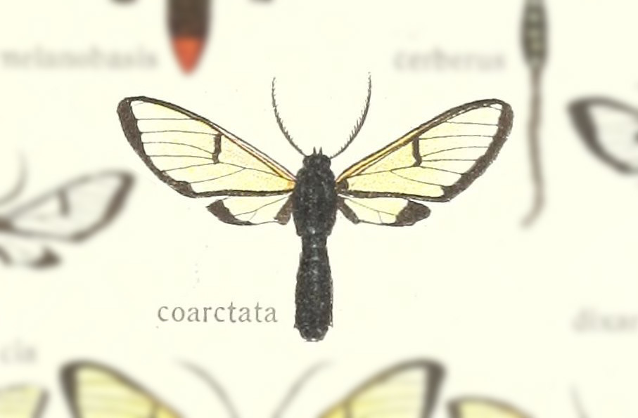 Trichura coarctata