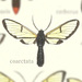 Trichura coarctata - Photo (c) Andreas Manz,  זכויות יוצרים חלקיות (CC BY-NC), הועלה על ידי Andreas Manz
