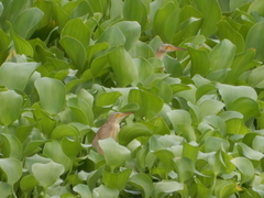 Ixobrychus sinensis