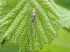 Tetragnatha montana