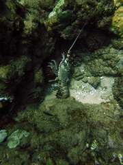 Panulirus penicillatus