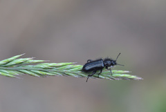 Enicopus pilosus