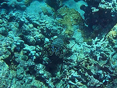 Panulirus penicillatus