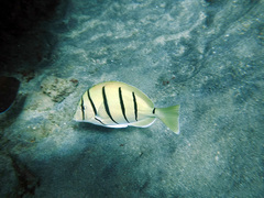 Acanthurus triostegus sandvicensis