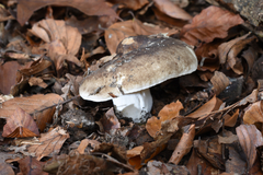 Russula nigricans