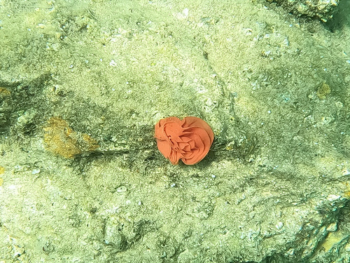 Hexabranchus sanguineus, 2021-08-02