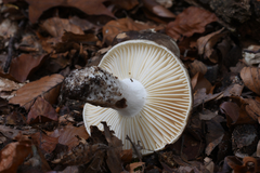 Russula nigricans
