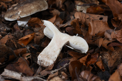 Russula nigricans