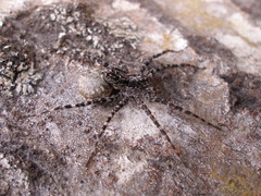 Pardosinae