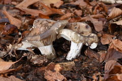 Russula nigricans