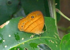 Mycalesis anapita