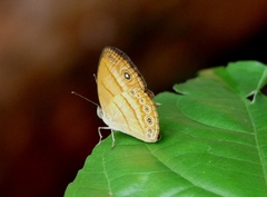 Mycalesis anapita