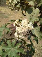 Vernonanthura cordata