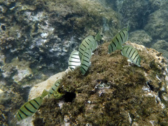 Acanthurus triostegus sandvicensis
