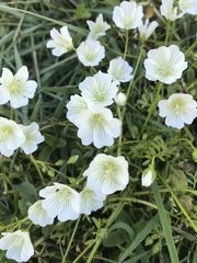 Limnanthes