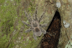 Lasiodora