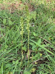 Peristylus tentaculatus