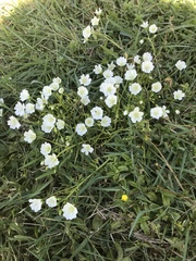 Limnanthes