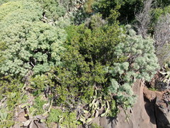 Chamaemeles coriacea