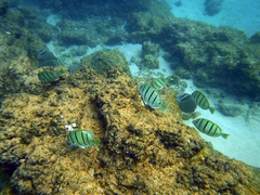 Acanthurus triostegus sandvicensis