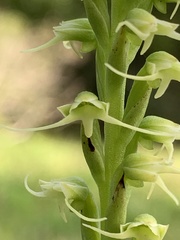 Peristylus tentaculatus