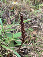Peristylus tentaculatus