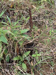 Peristylus tentaculatus