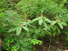 Rhododendron × hybridum