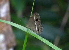 Mycalesis madjicosa
