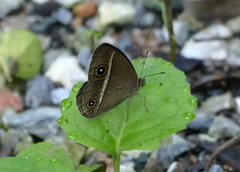 Mycalesis madjicosa