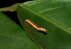 Lepidoptera