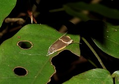 Lepidoptera