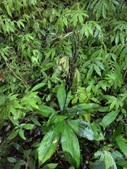 Habenaria stenopetala