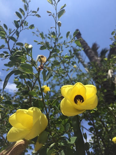 Bauhinia tomentosa