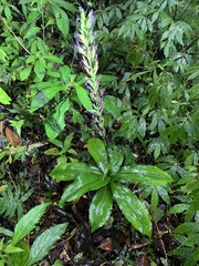 Habenaria stenopetala